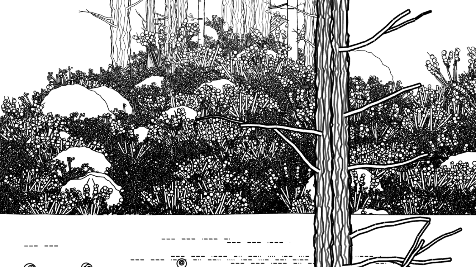 Swedish forest nft token
